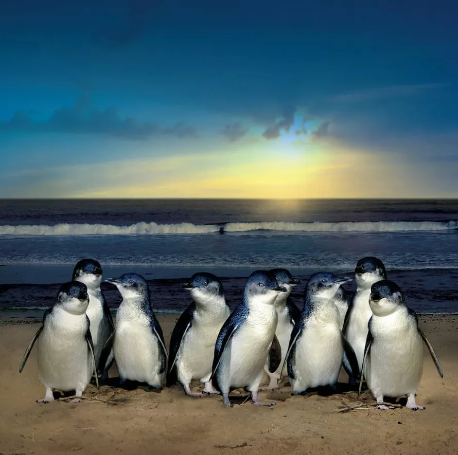 Experience Phillip Island’s Famous Penguin Parade