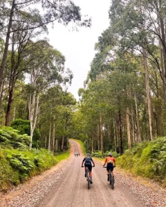 Otway Forest Park Mountain Biking