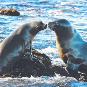 Phillip Island Nature Parks