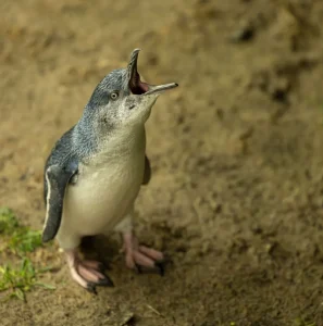 Phillip Island Penguin Parade