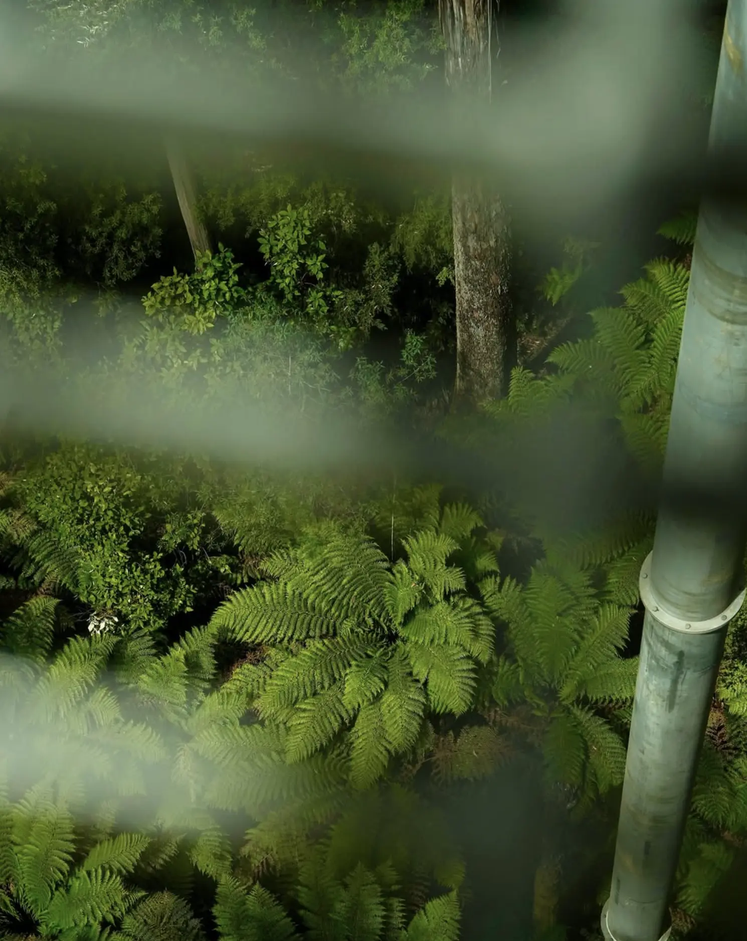 Otway Rainforest