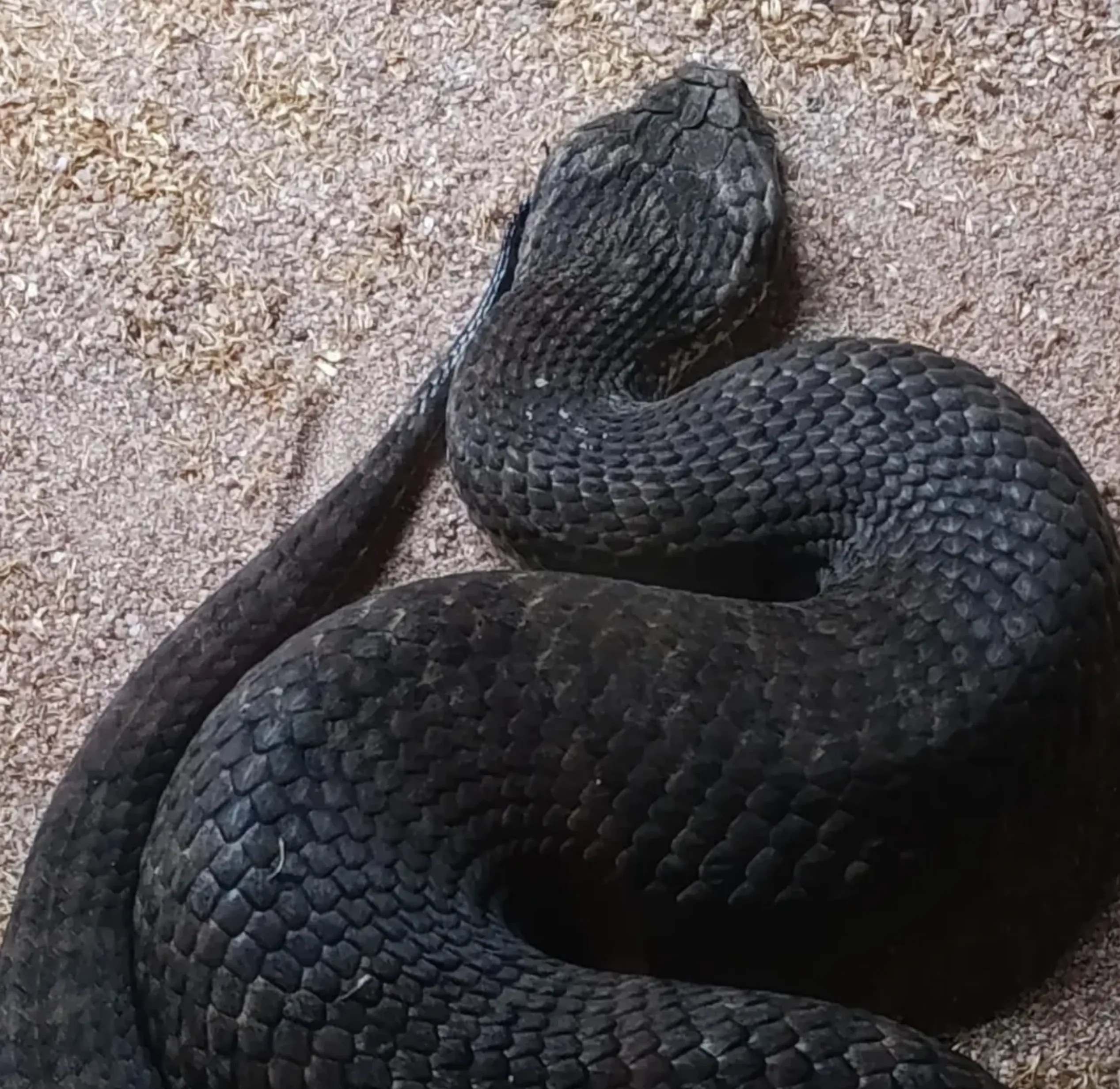 Australian hiking snake safety