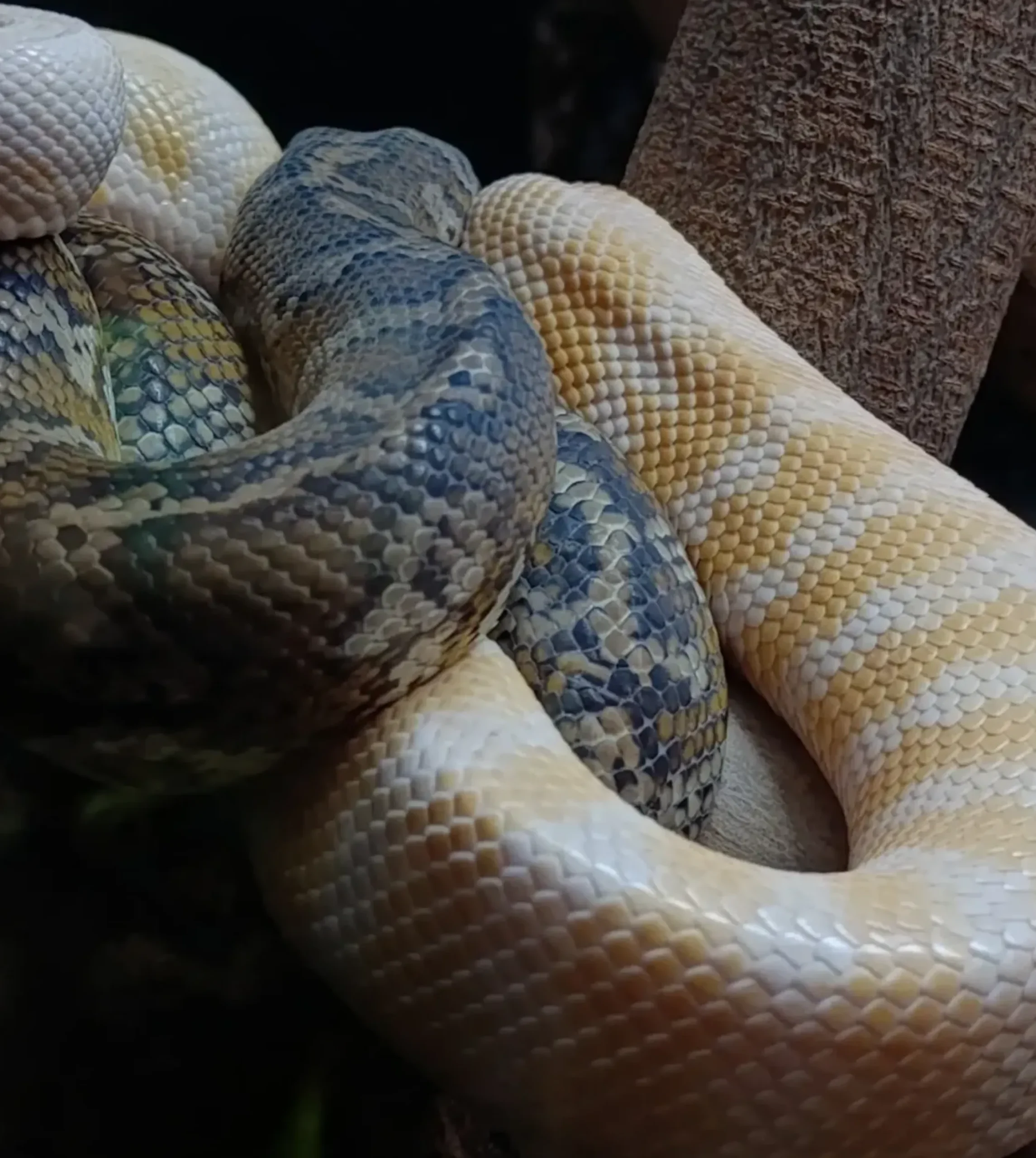 how common are snake bites in Australia