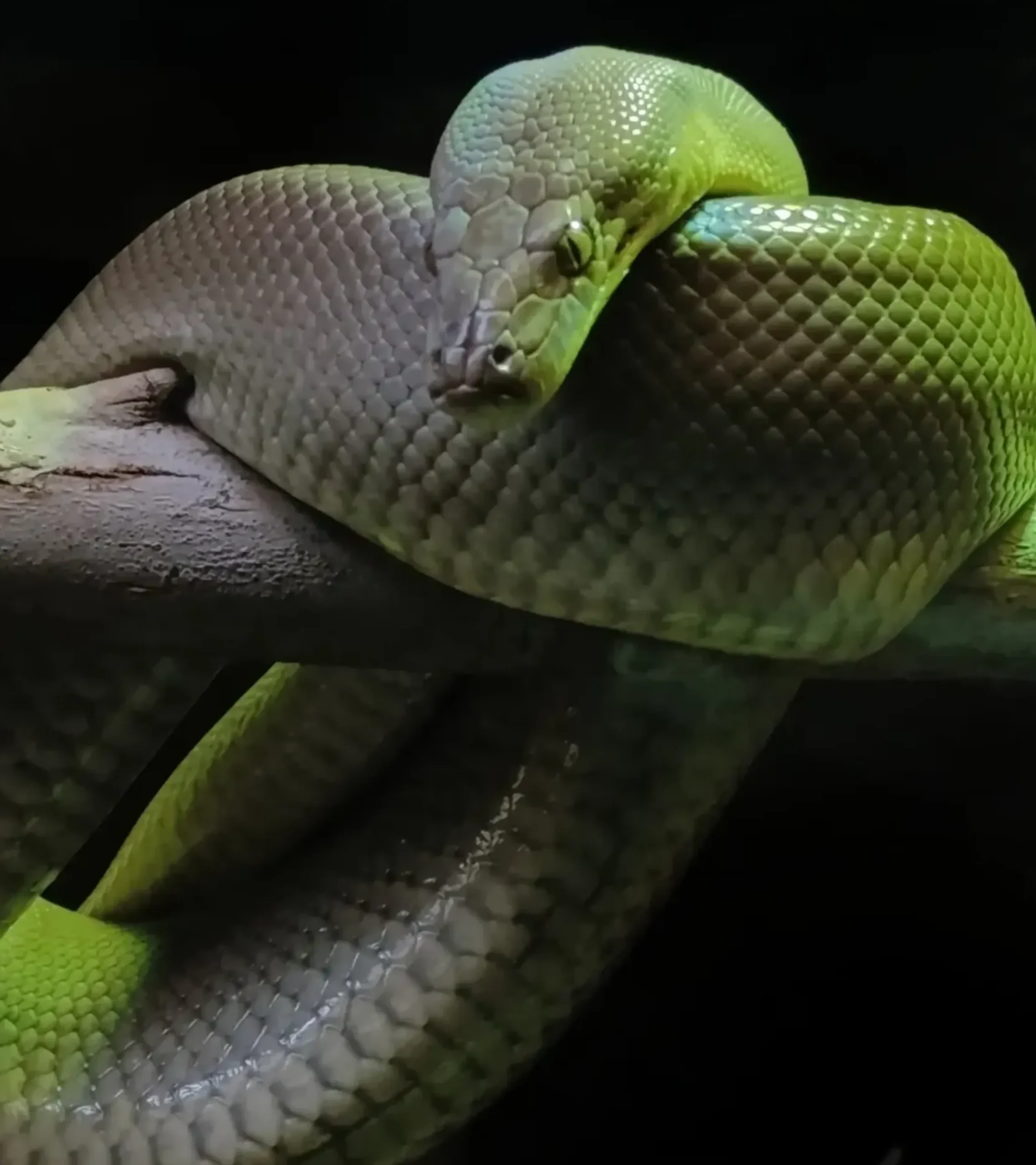 snake bite first aid Australia