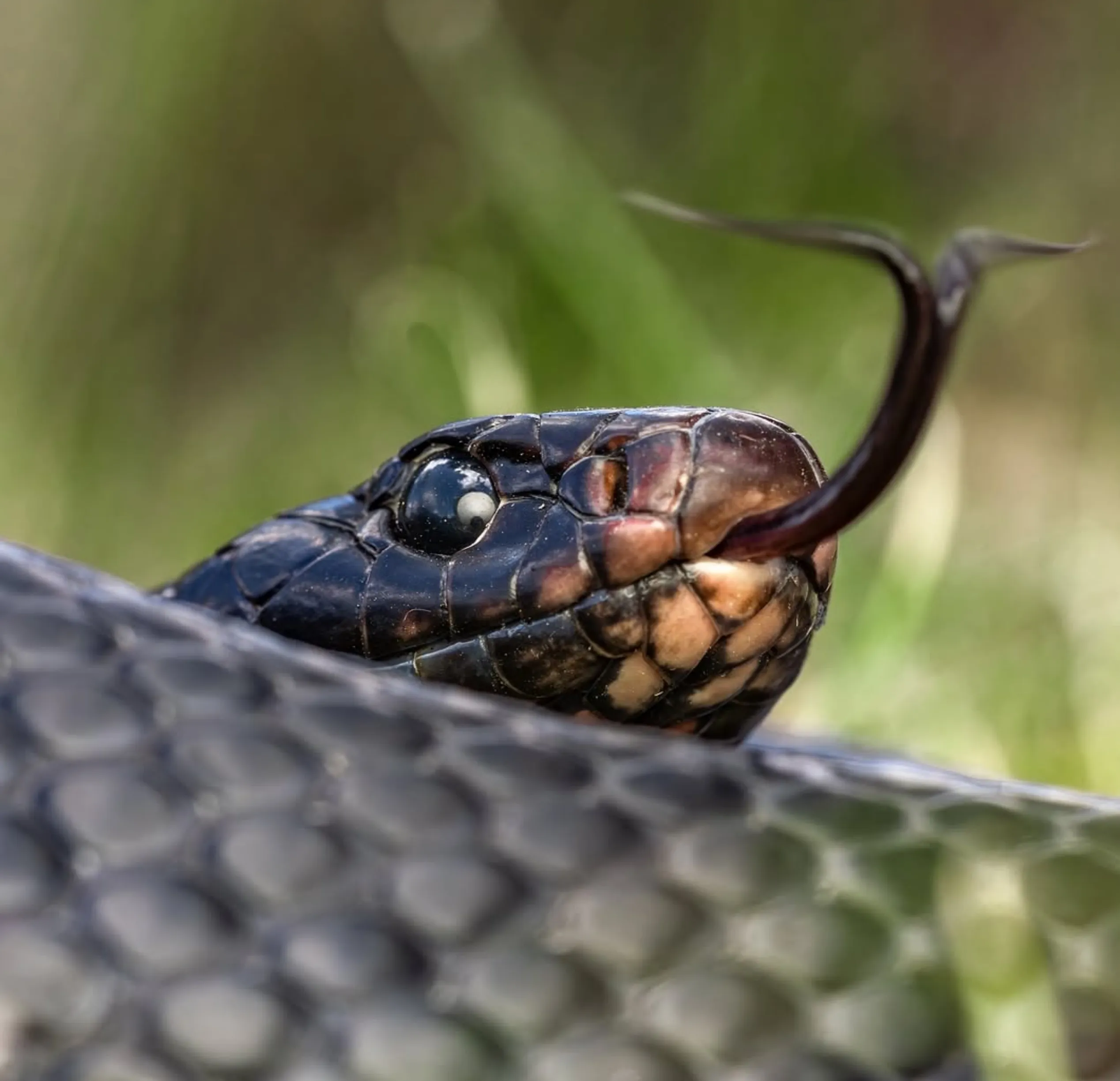 snake bite risk for tourists in Australia