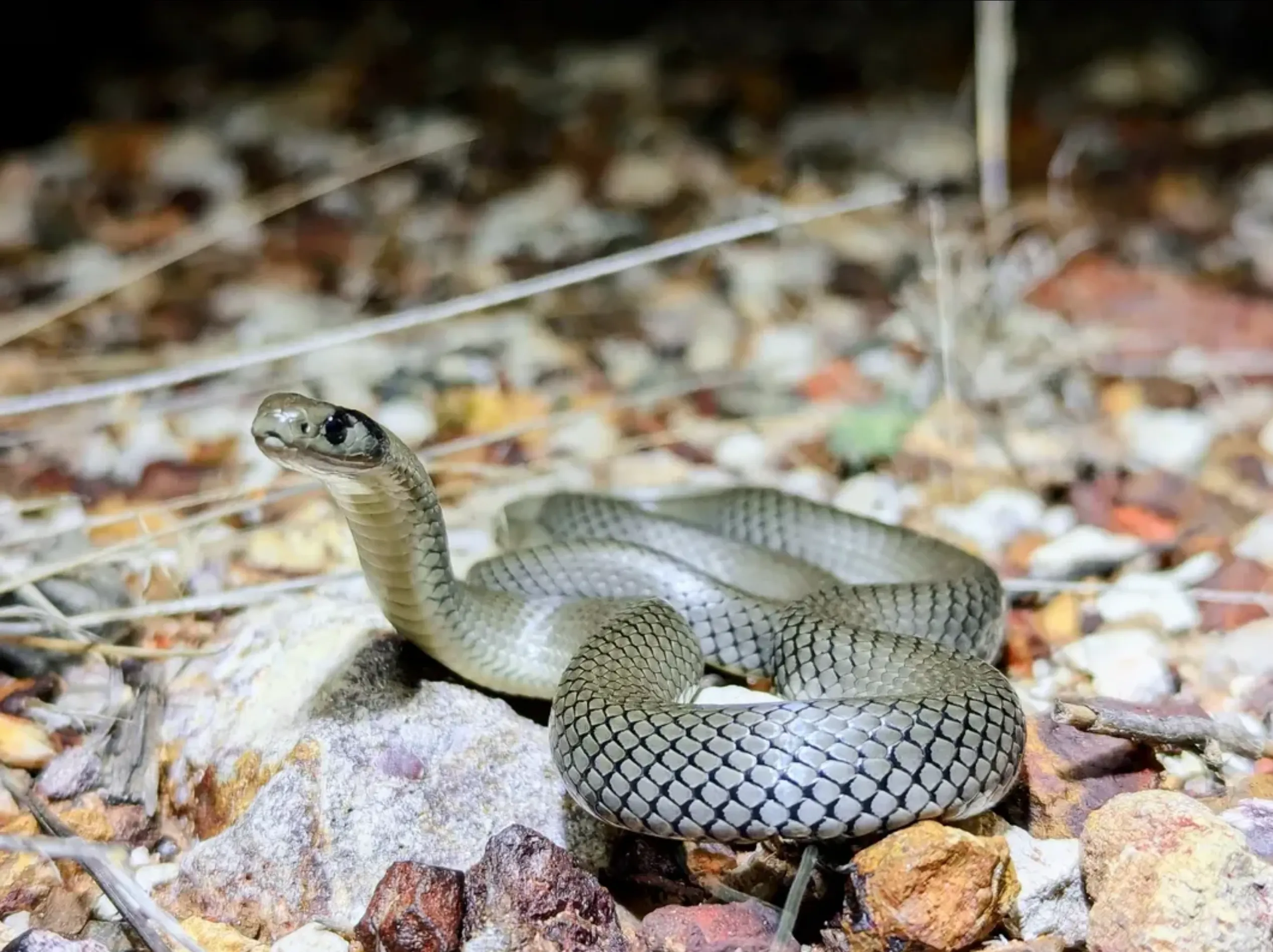 snake bites Australia hiking