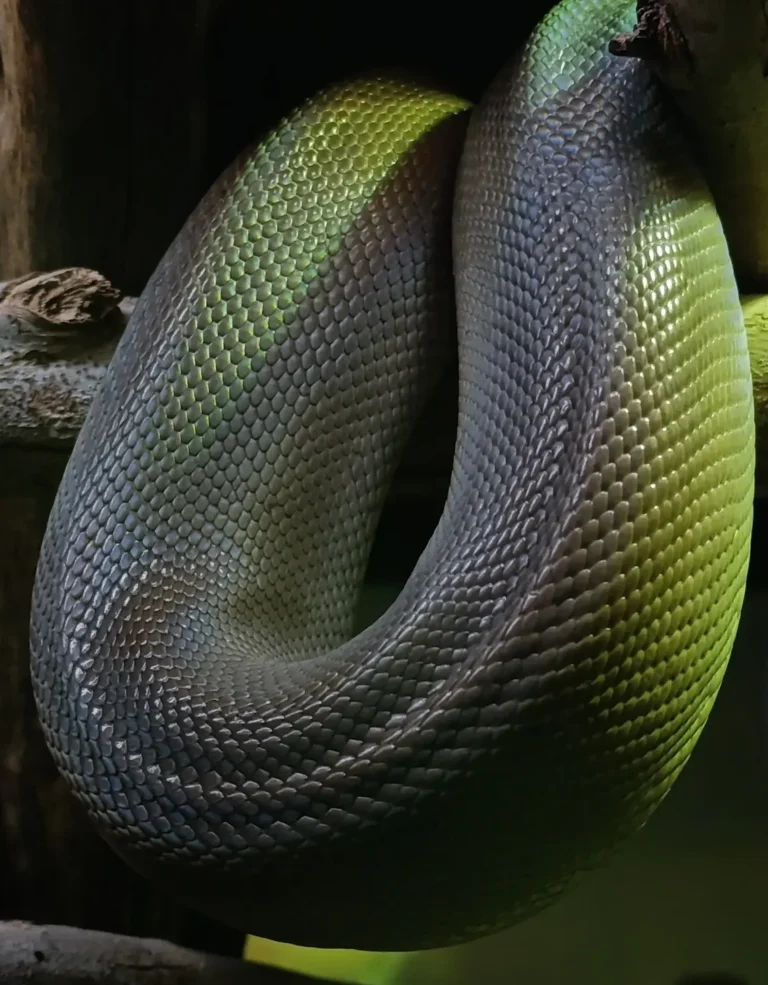 How Common Are Snake Bites For Tourists On Hiking Trails? Real Risk, Stats & Bush Survival Tips